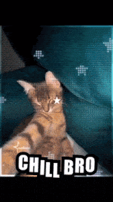 Cat Dancing Cat Meme GIF - Cat Dancing Cat Meme Cat GIFs
