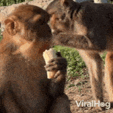 Monkey Eating A Banana Viralhog GIF - Monkey Eating A Banana Viralhog Snack Time GIFs