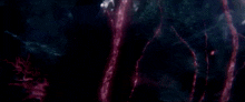 a close up of a purple lightning bolt in the dark .