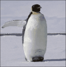 Penguin Wave GIF - Penguin Wave GIFs