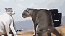 Fighting Cats GIF - Fighting Cats Crazy GIFs