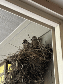 two birds in a nest on the side of a house