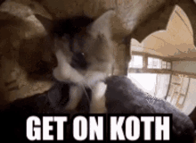 King Of The Hat Cat GIF - King Of The Hat Cat Cat Meme GIFs