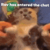a close up of a cat with the words `` rav has entered the chat '' on it .