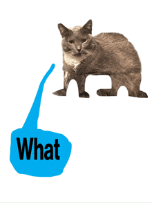 a picture of a cat with a blue speech bubble that says what