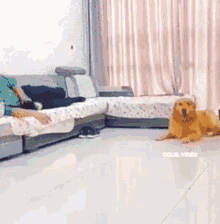 Dog Puppy GIF - Dog Puppy Sorry Not Sorry GIFs