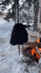 a black bird is perched on a tree branch in the snow near a fire .