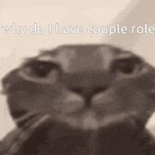 a close up of a cat 's face with the caption why do i have couple roles