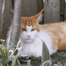 Woefdram Cat GIF - Woefdram Cat Looking Away GIFs