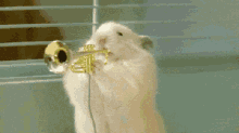 Hamster Trumpet GIF - Hamster Trumpet Band GIFs