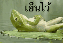 กบ เย็นไว้ นอน ใบบัว GIF - Frog Relax Chillin GIFs