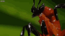 Bugs GIF - Bugs GIFs