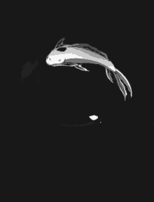 Koi Fish GIF - Koi Fish Yin Yang GIFs