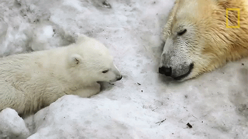 cute polar bear cubs sleeping