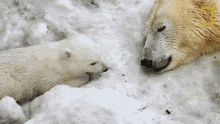 Snuggling United States Of Animals GIF - Snuggling United States Of Animals Polar Bear GIFs