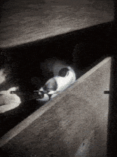 a black and white photo of a dog laying in a wooden box