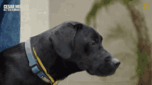 Staring Dog Cesar Millan Better Human Better Dog GIF