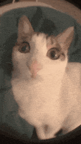 a close up of a white cat with brown spots