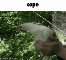 Chicken Cope GIF - Chicken Cope Gyroscope Chicken GIFs