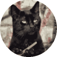 Cat Busy GIF - Cat Busy Stare GIFs