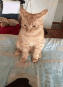 Cat Proud GIF - Cat Proud Fab GIFs