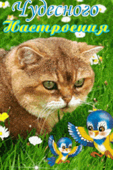 a cat is sitting in the grass with two birds and the words " чудесного " written on the bottom