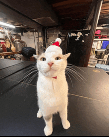 Cat Orange Cat GIF - Cat Orange Cat Christmas Cat GIFs