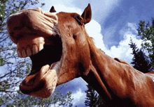 a brown horse with its mouth wide open