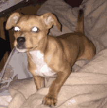 Bad Dog Pound Puppy GIF - Bad Dog Pound Puppy Holly Jail GIFs