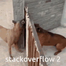Dogs Fighting Fence GIF - Dogs Fighting Fence Stackoverflow2 GIFs