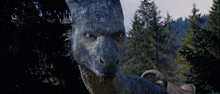a close up of a dragon looking at the camera