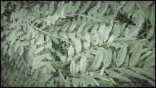Weval Plants GIF - Weval Plants Leaves GIFs