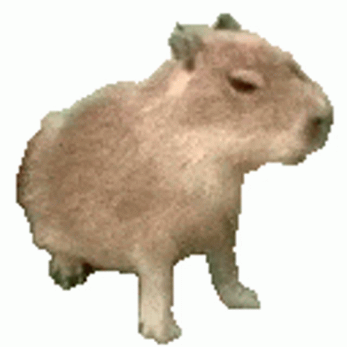 Idk How Much Longer I Can Slay Capybara Sarcastic Dank Meme T - Etsy