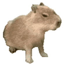 capybara coconut