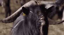 Goat Heat GIF - Goat Heat GIFs
