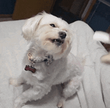a small white dog with a tag that says bone on it