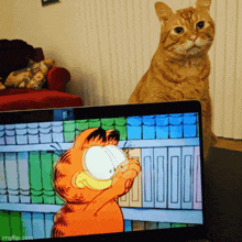 Cat Reaction Garfield GIF - Cat Reaction Garfield Gag Cat GIFs