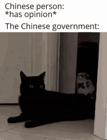 Cat Chinese GIF - Cat Chinese Government GIFs