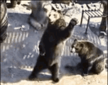Bear Bye GIF - Bear Bye Waving GIFs