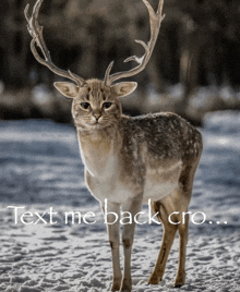 a cat with deer antlers standing in the snow