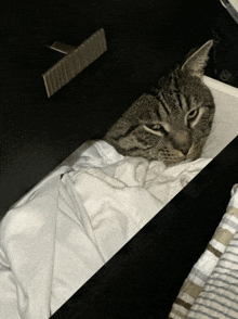 Cat Hiding Cat Meme GIF - Cat Hiding Cat Meme Cat Meme Face GIFs