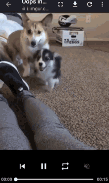 a video of two dogs is being played on a phone