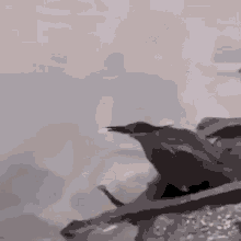 Heron Bait GIF - Heron Bait Intelligence GIFs