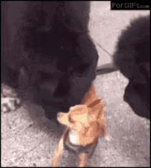 Dog Animals GIF - Dog Animals Sniff GIFs