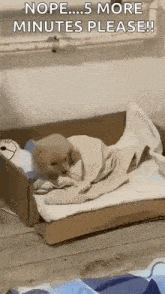 a puppy is wrapped in a blanket and laying in a cardboard box .