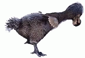 ice age dodo bird cartoon