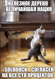 a kitten is standing on its hind legs in a room with russian writing on the bottom