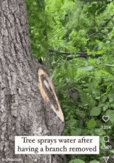 a tree sprays water after having a branch removed