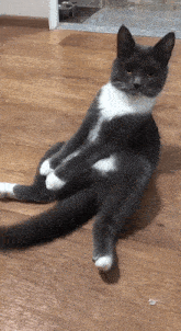 Sitting Cat GIF - Sitting Cat GIFs