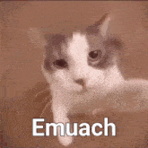 Kucing Meme Kucing GIF - Kucing Meme Kucing Emuach GIFs